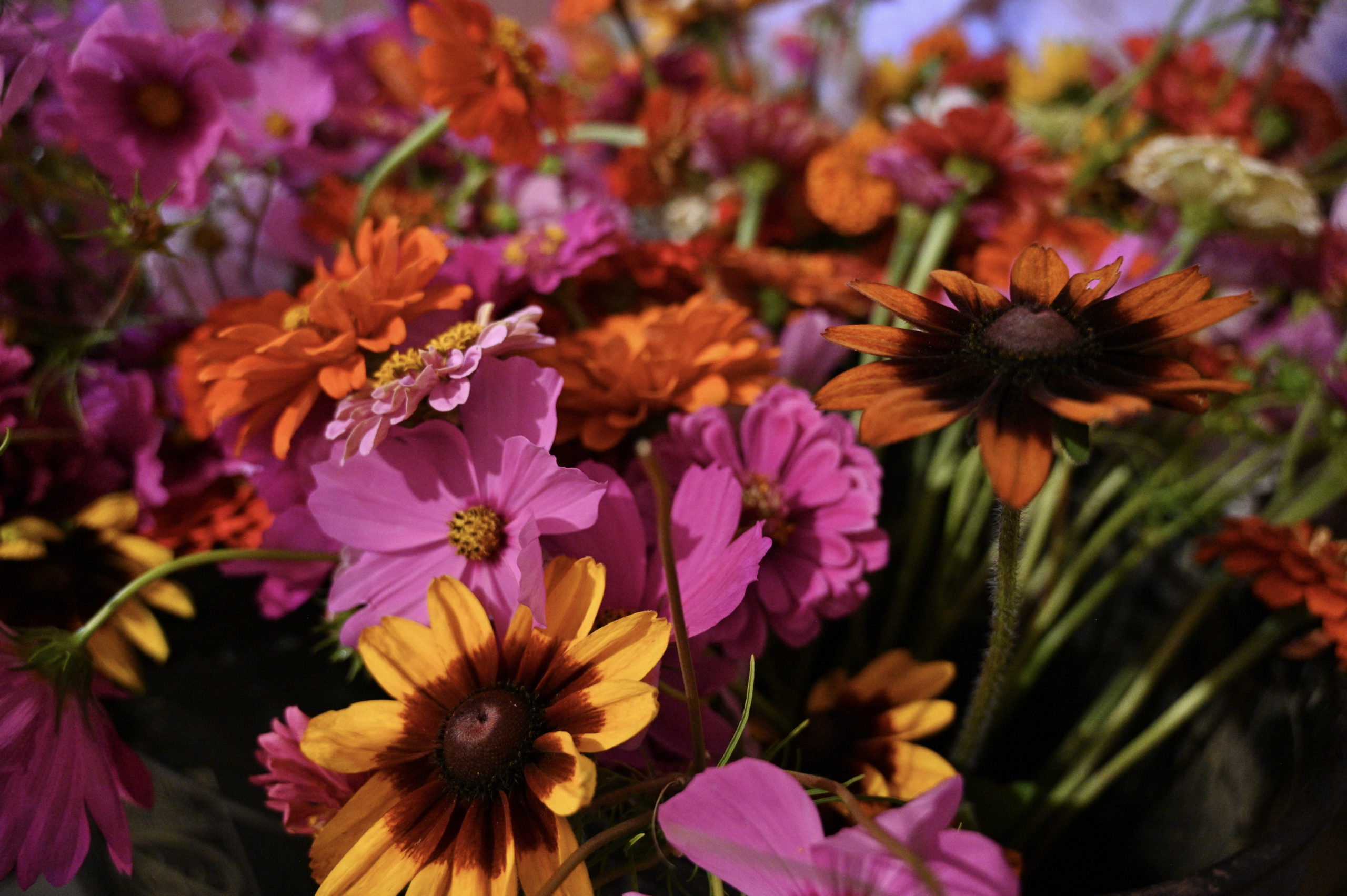 8BFA1F30-81C8-4783-BB9D-06D87B2739EB_1_201_a